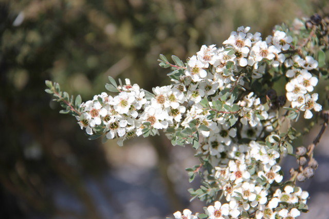 Leptospermum myrtifolium 20160707_4976_1.JPG