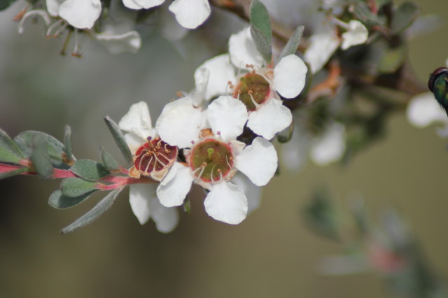 Leptospermum myrtifolium 20160707_5004_1.JPG