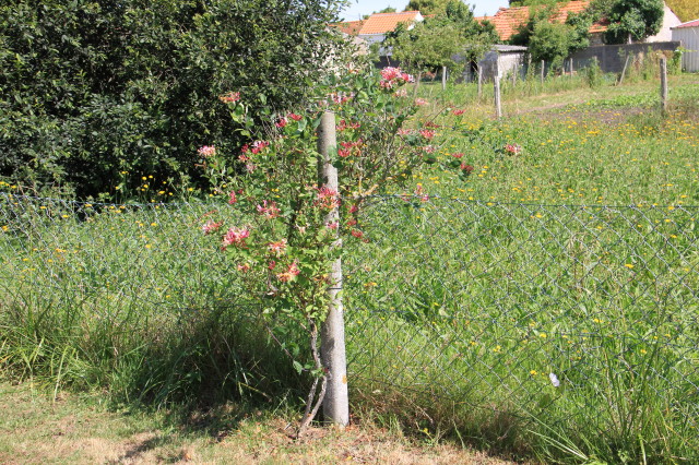 Lonicera periclymenum 20160707_5008_1.JPG