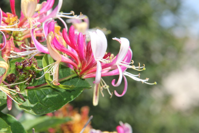 Lonicera periclymenum 20160707_5012_1.JPG