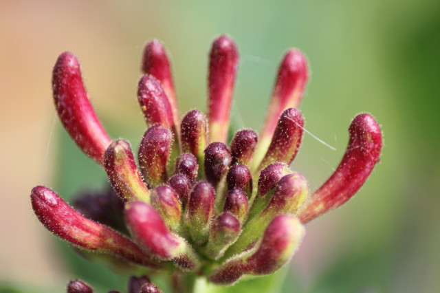 Lonicera periclymenum 20160707_5028_1.JPG