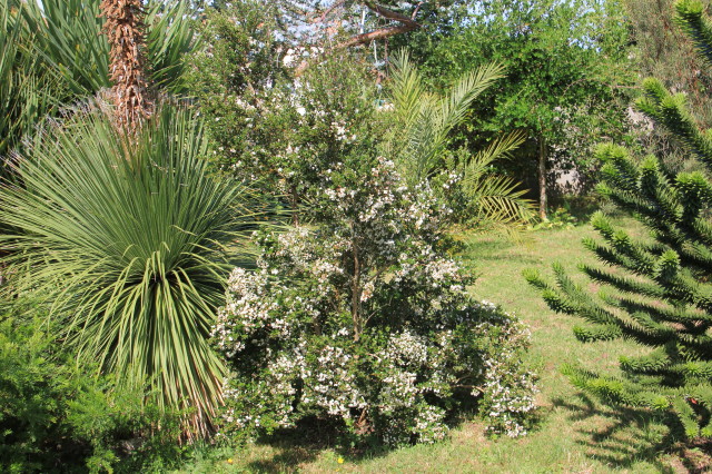 Luma apiculata 20160707_4924_1.JPG