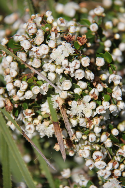 Luma apiculata 20160707_4926_1.JPG