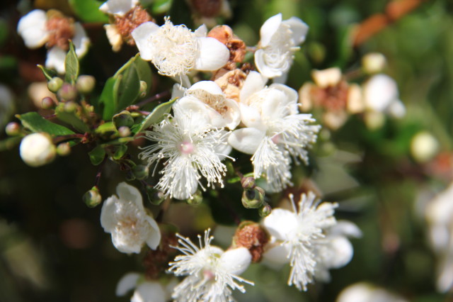 Luma apiculata 20160707_4929_1.JPG