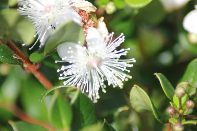 Luma apiculata 20160707_4954_1.JPG