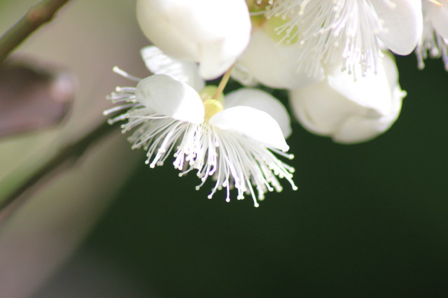 Luma apiculata 20160707_4965_1.JPG