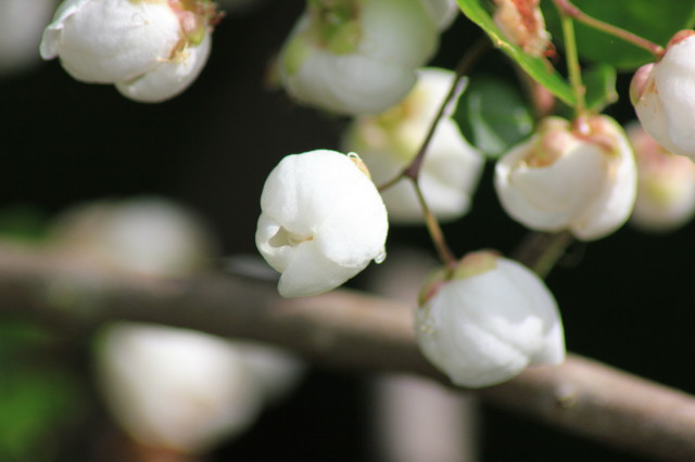 Luma apiculata 20160707_4966_1.JPG