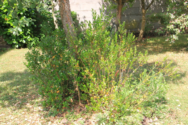 Myrtus communis 20160707_5907_1.JPG