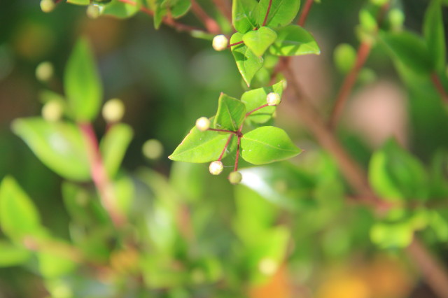 Myrtus communis 20160707_5916_1.JPG