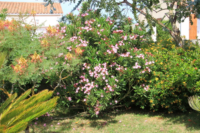 Nerium oleander 20160707_4826_1.JPG