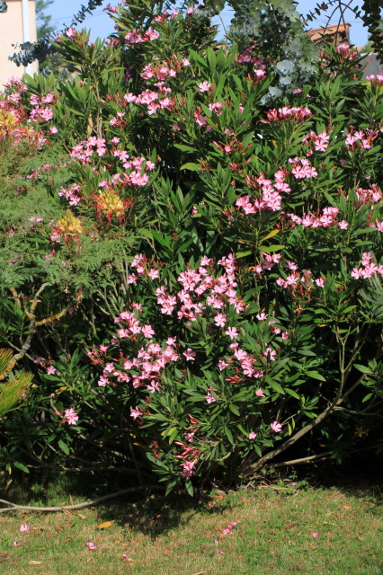 Nerium oleander 20160707_4827_1.JPG