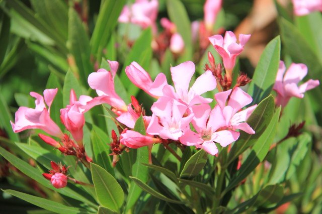 Nerium oleander 20160707_4831_1.JPG