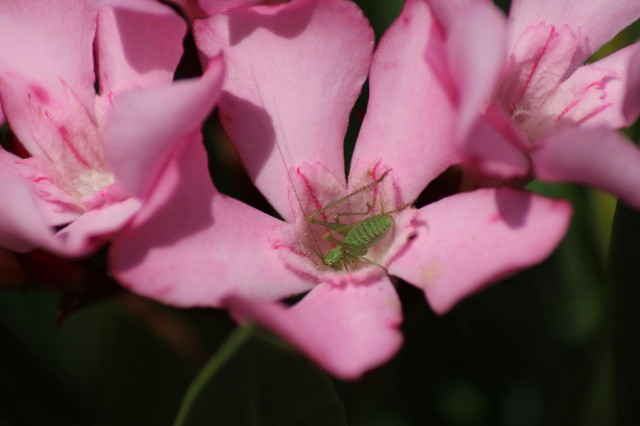 Nerium oleander 20160707_4836_1.JPG