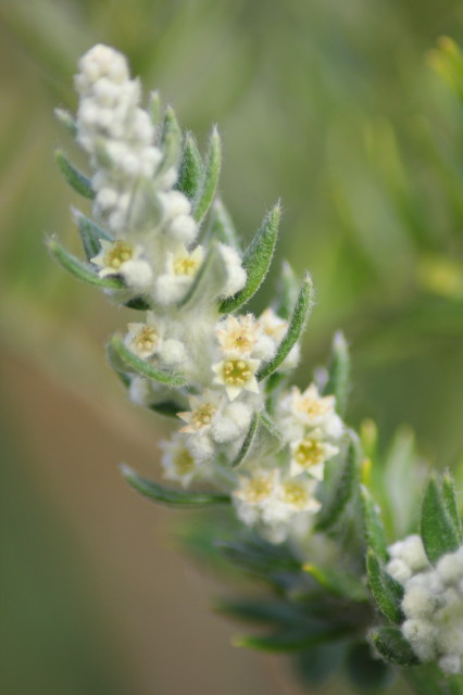 Phylica arborea 20160707_5087_1.JPG