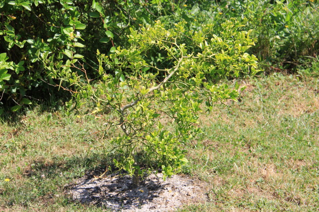 Poncirus trifoliata 20160707_4975_1.JPG