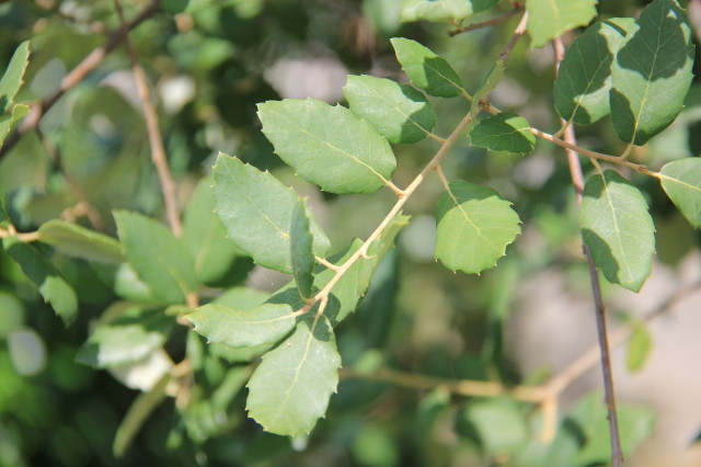 Quercus suber 20160707_5886_1.JPG