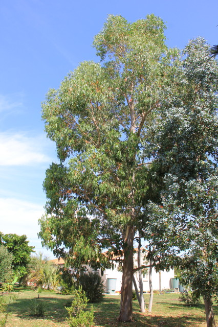 Eucalyptus chapmaniana x X 20160707_5203_1.JPG