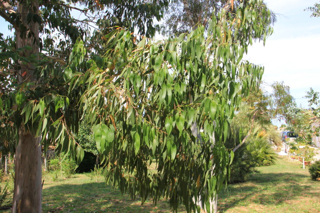 Eucalyptus chapmaniana x X 20160707_5205_1.JPG