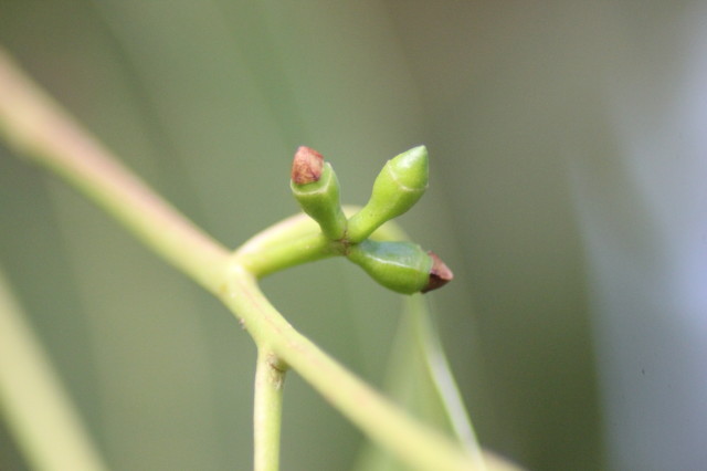 Eucalyptus chapmaniana x X 20160707_5207_1.JPG