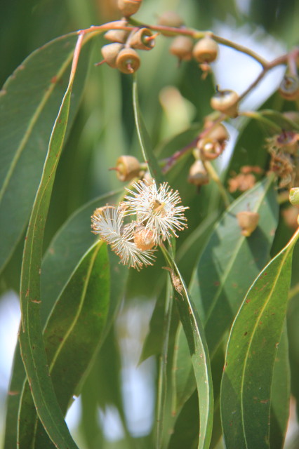 Eucalyptus chapmaniana x X 20160707_5211_1.JPG