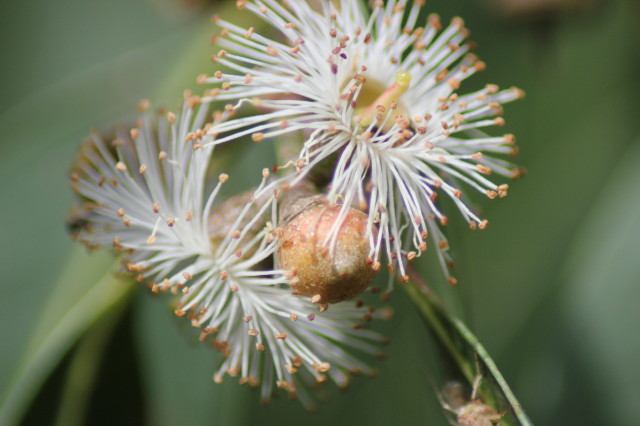 Eucalyptus chapmaniana x X 20160707_5213_1.JPG