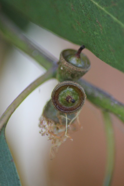 Eucalyptus chapmaniana x X 20160707_5223_1.JPG