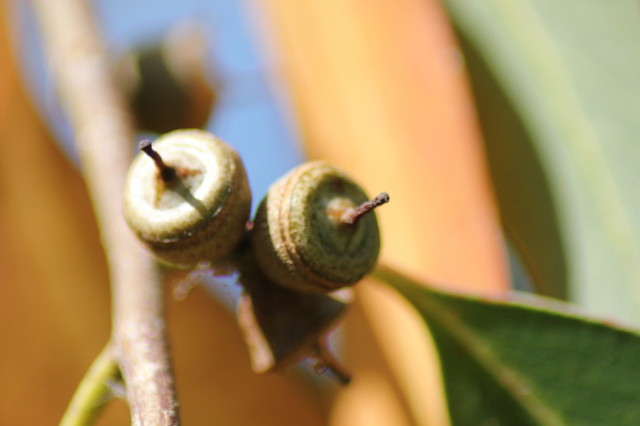 Eucalyptus chapmaniana x X 20160707_5227_1.JPG