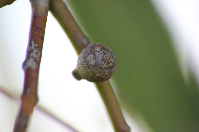 Eucalyptus chapmaniana x X 20160707_5231_1.JPG