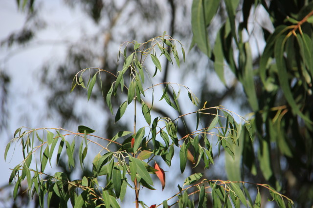 Eucalyptus coccifera 20160707_5539_1.JPG