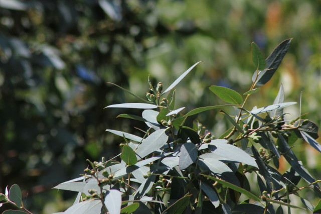 Eucalyptus cordata ssp cordata 20160707_5250_1.JPG