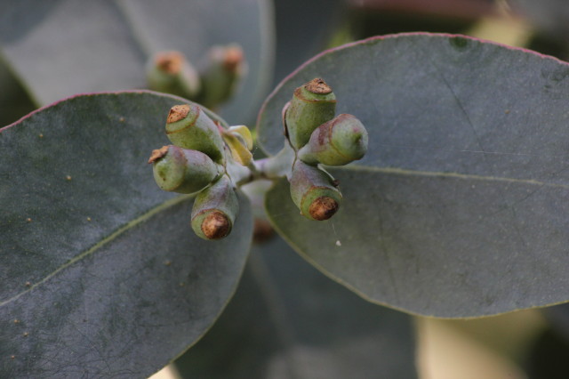 Eucalyptus cordata ssp cordata 20160707_5264_1.JPG