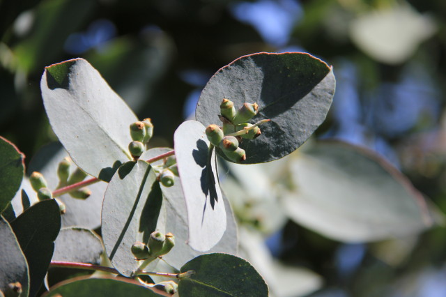 Eucalyptus cordata ssp cordata 20160707_5256_1.JPG