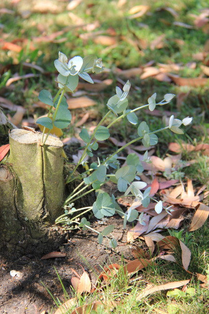 Eucalyptus cordata ssp cordata 20160707_5588_1.JPG