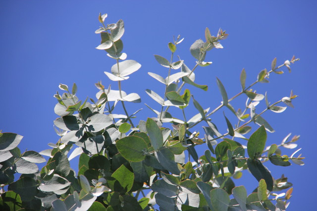 Eucalyptus cordata ssp quadrangulosa 20160707_5125_1.JPG