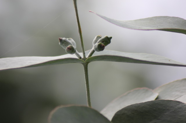 Eucalyptus cordata ssp quadrangulosa 20160707_5140_1.JPG