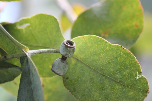 Eucalyptus cordata ssp quadrangulosa 20160707_5147_1.JPG