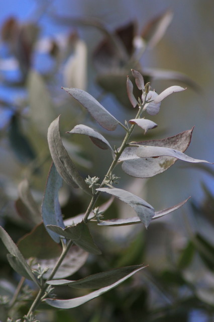 Eucalyptus crenulata 20160707_5172_1.JPG