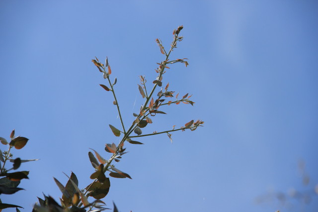 Eucalyptus crenulata 20160707_5179_1.JPG