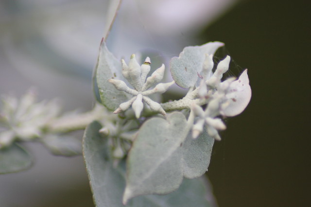 Eucalyptus crenulata 20160707_5666_1.JPG