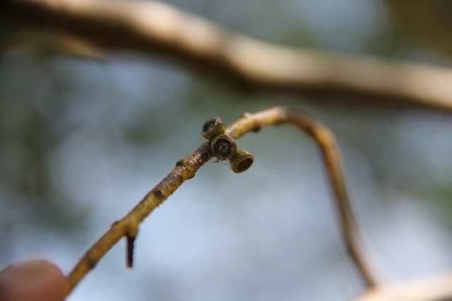 Eucalyptus crenulata 20160707_5669_1.JPG