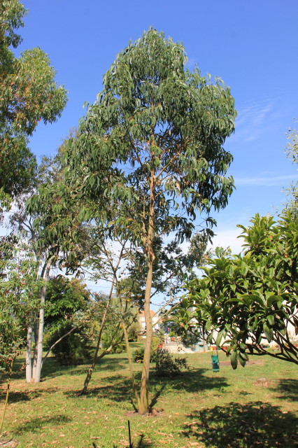Eucalyptus globulus ssp globulus 20160707_5150_1.JPG