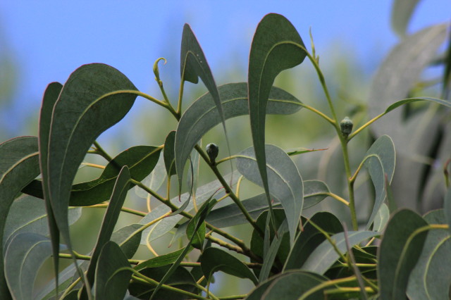 Eucalyptus globulus ssp globulus 20160707_5163_1.JPG