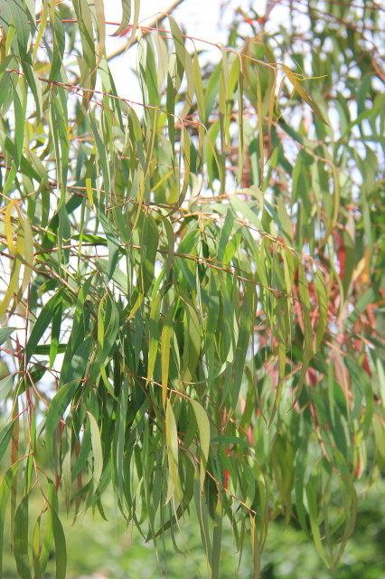 Eucalyptus mannifera 20160707_5199_1.JPG