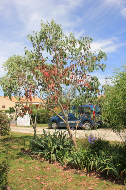 Eucalyptus pauciflora ssp niphophila 20160707_5330_1.JPG