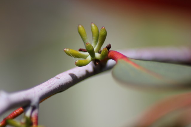 Eucalyptus pauciflora ssp niphophila 20160707_5335_1.JPG