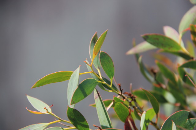 Eucalyptus pauciflora ssp niphophila 20160707_5861_1.JPG