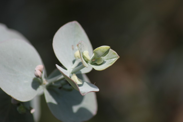 Eucalyptus pulverulenta 20160707_4902_1.JPG