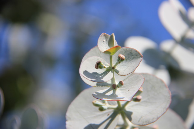 Eucalyptus pulverulenta 20160707_4891_1.JPG