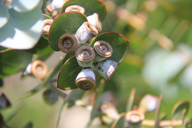 Eucalyptus pulverulenta 20160707_4892_1.JPG