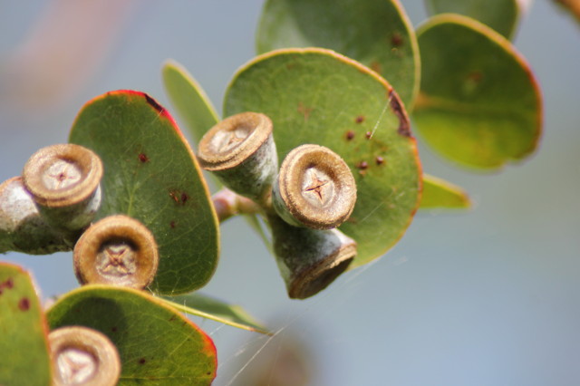 Eucalyptus pulverulenta 20160707_4918_1.JPG